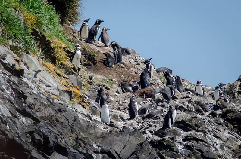 پنگوئنهای جزیره چیلو