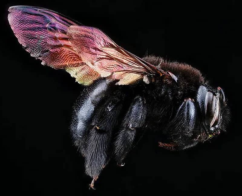 زنبوری سیاه با پرهای رنگی