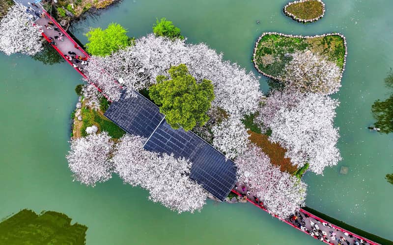 عکس هوایی از منطقه ای با شکوفه های گیلاس