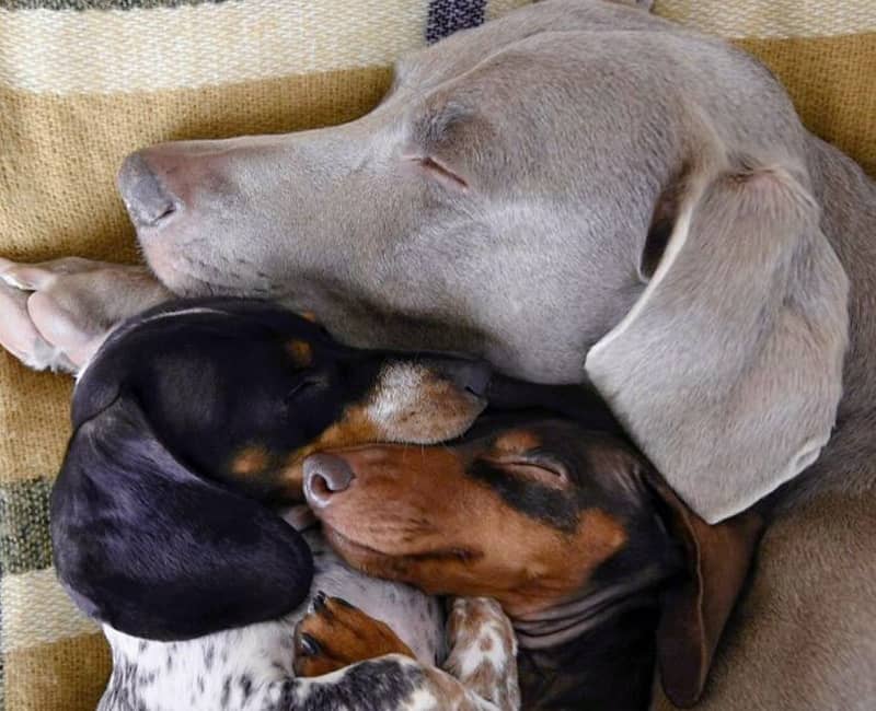 خوابیدن چند سگ در کنار هم