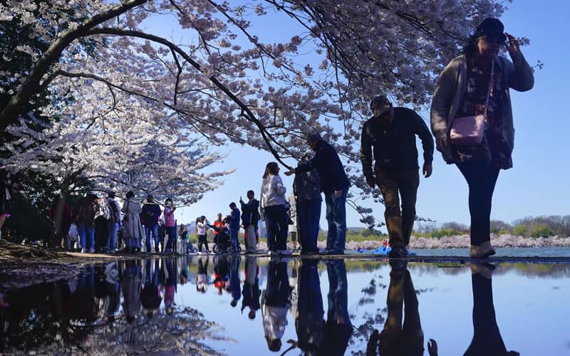 حضور مردم در میان شکوفه های گیلاس