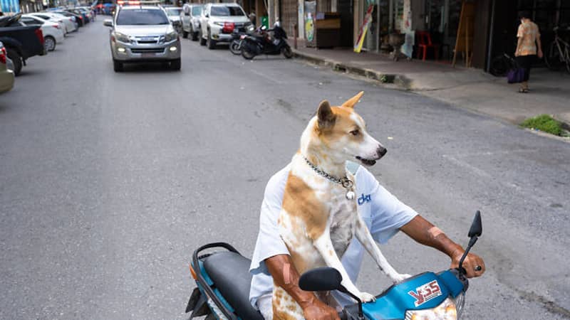 موتورسواری در حال عبور از خیابان با سگش