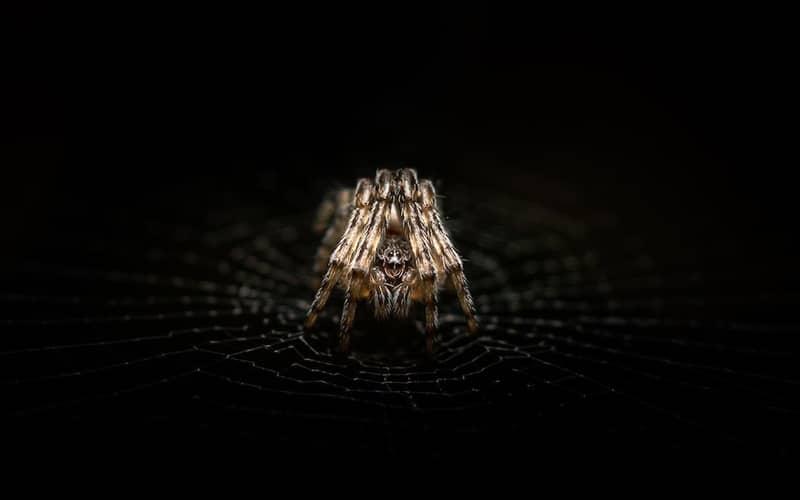 تصویری سیاه و سفید از یک عنکبوت