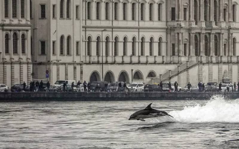 شنای دلفین در تنگه بسفر ترکیه