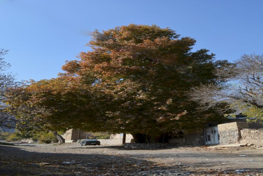 ثبت ۲ درخت کهن‌سال روستای ابرسج در فهرست میراث طبیعی ملی