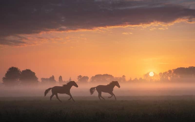 دویدن دو اسب در طبیعت هلند