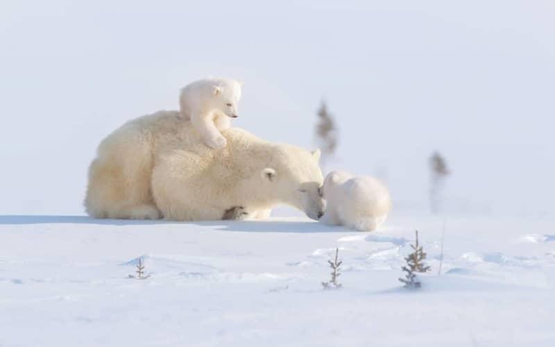 بازی خرس قطبی با بچه هایش