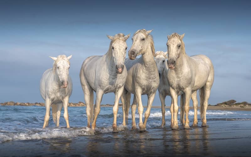 اسب های کامارگ در ساحل