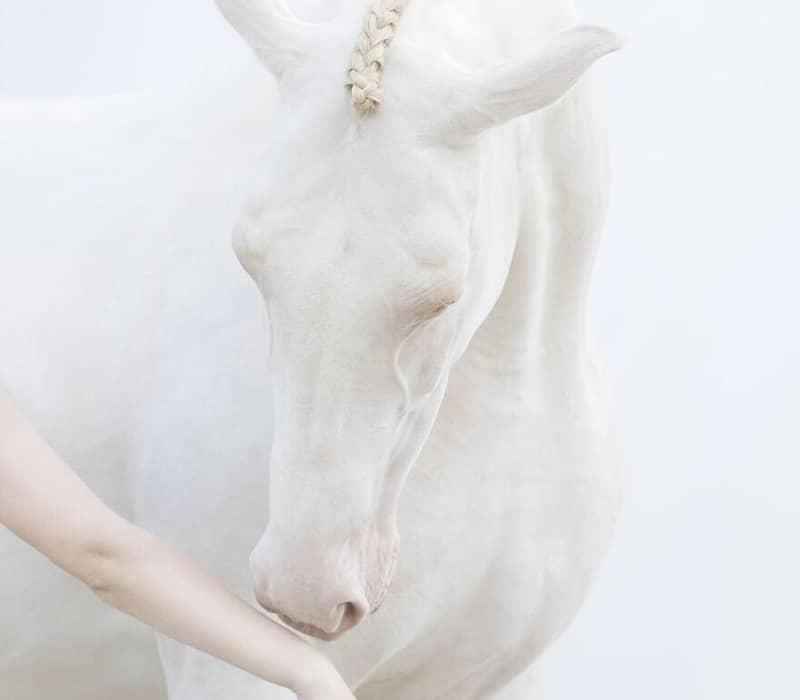اسبی سفیدرنگ