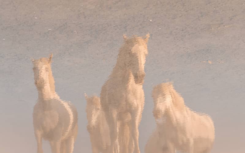 انعکاس تصویر اسب های کامارگ در آب