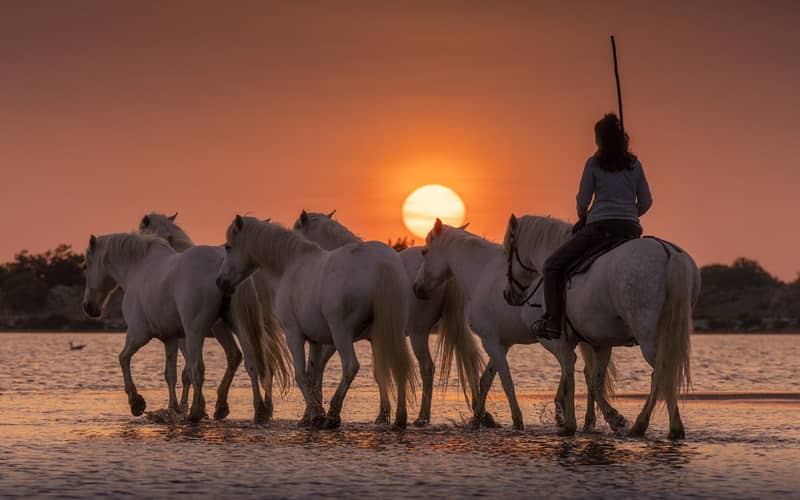 تصویر اسب های کامارگ در غروب خورشید