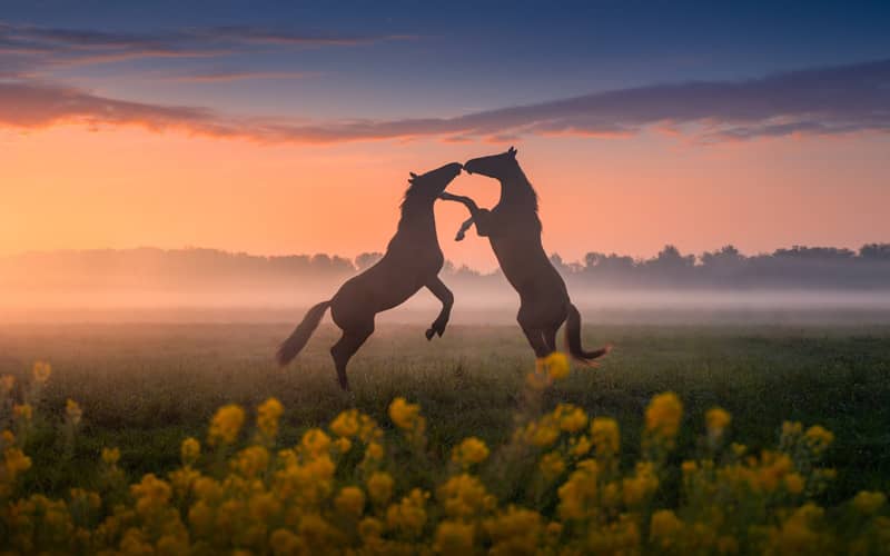 بازی دو اسب در طبیعت هلند