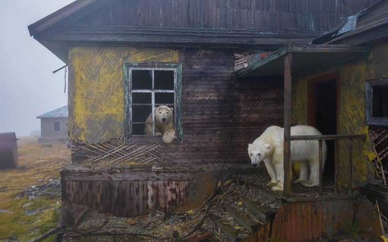 خرس های قطبی در ساختمانی متروکه