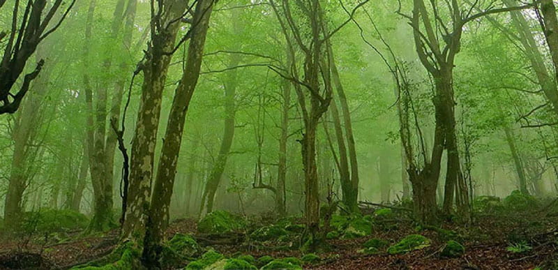 جنگل اهلم پوشیده از مه