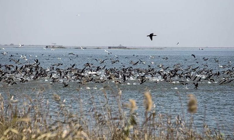تالاب انزلی در زمستان با پرندگان مهاجر