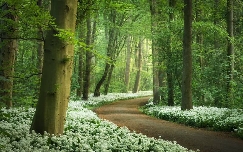 جاده ای جنگلی و مملو از گل در هلند