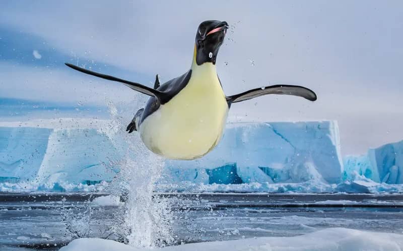 پرواز پنگوئن روی آب اقیانوس