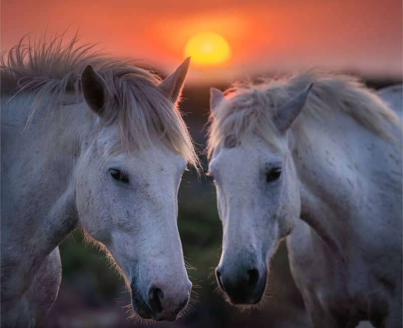 دو اسب کامارگ در زمان غروب خورشید