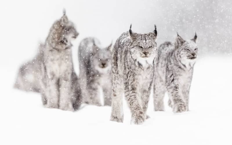 چندین گربه بزرگ در هوای برفی