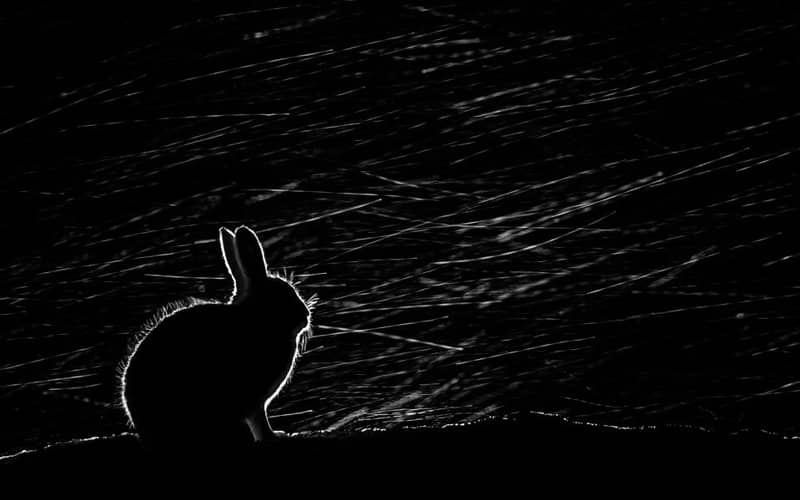 تصویر سیاهی از یک خرگوش 