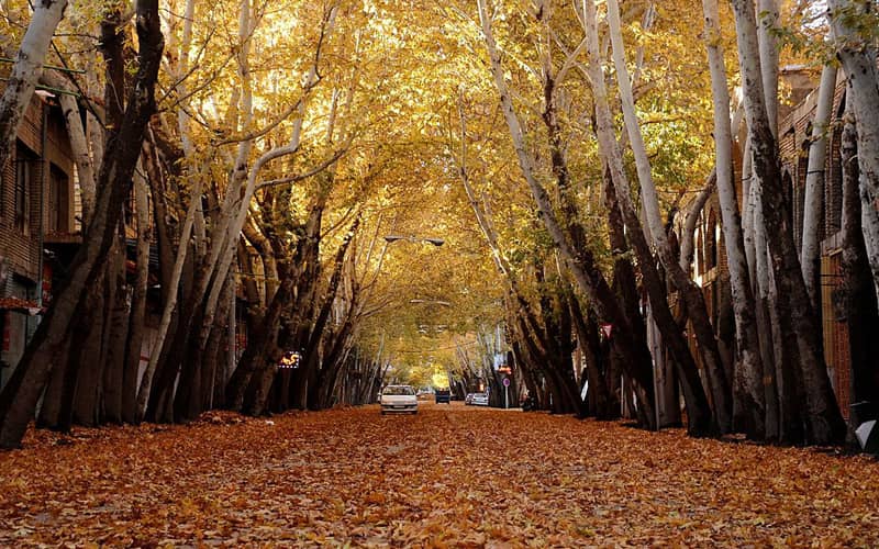خیابانی مملو از برگ های پاییز در خوانسار