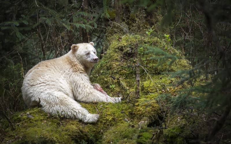 خرس قطبی در حال استراحت