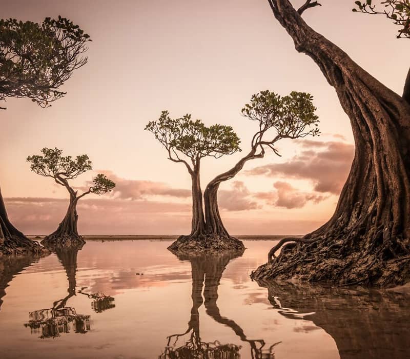 عکس از انعکاس درختان در دریاچه