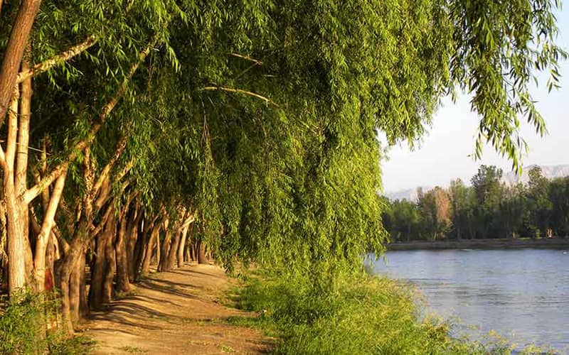مسیر پیاده روی در کنار رودخانه در پارک جنگلی ناژوان