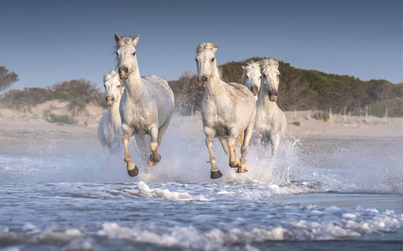 اسب های کامارگ در حال دویدن در آب