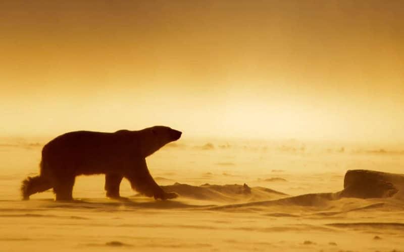 خرس قطبی در هوای طوفانی