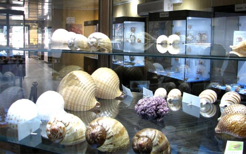 انواع صدف ها در موزه صدف اصفهان