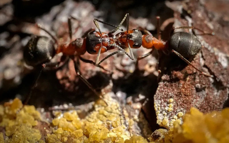 دو مورچه در حال نبرد