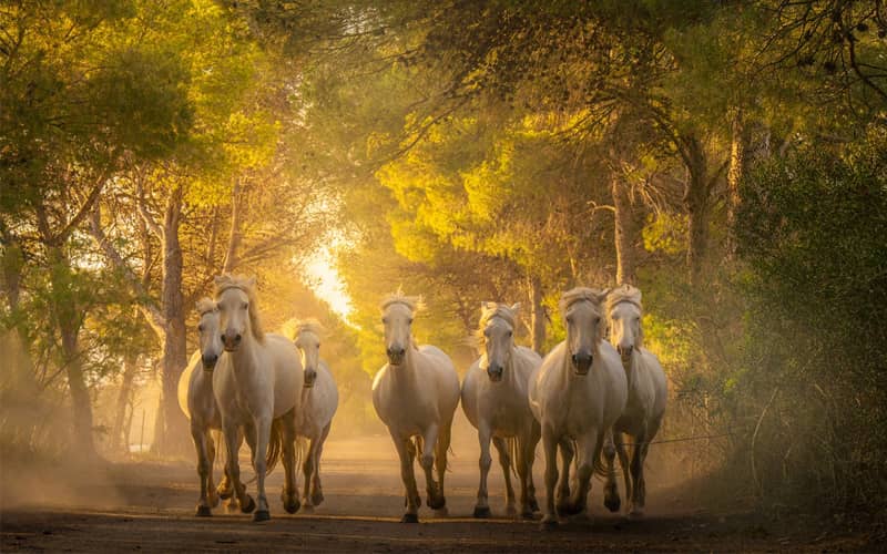 دویدن اسب های کامارگ در طبیعت