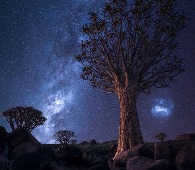 کهکشان راه شیری در بالای درختان