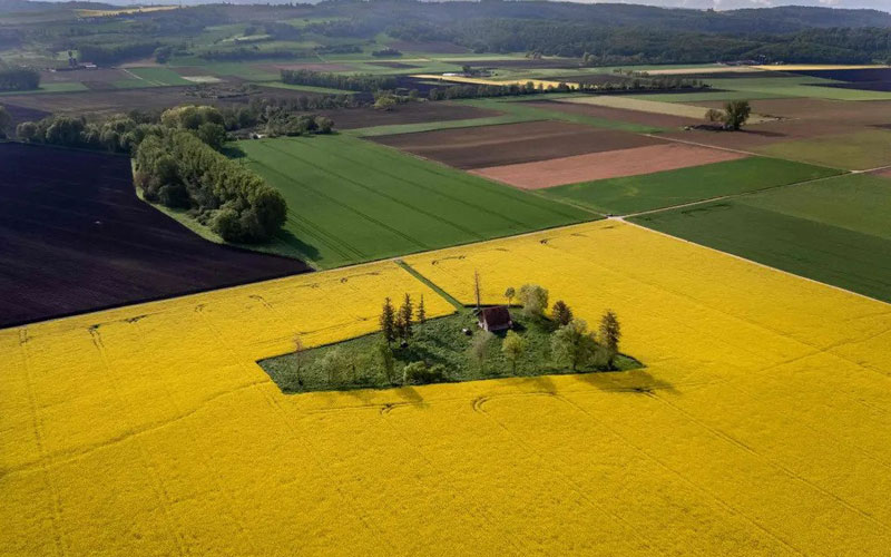 زمینی سرسبز در مزرعه ای زردرنگ