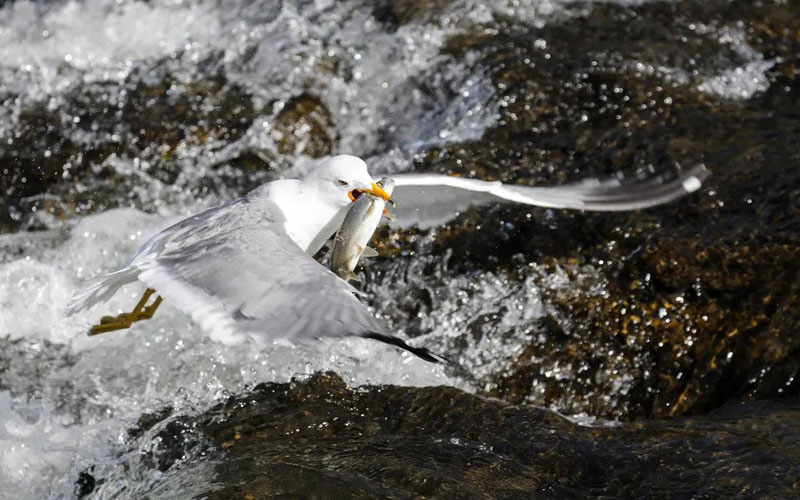 پرنده ای در حال شکار ماهی