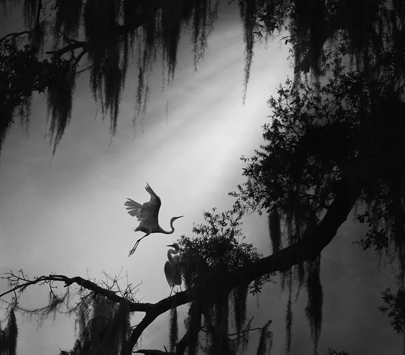 تصویر سیاه و سفید پرنده ای در حال پرواز بین درختان