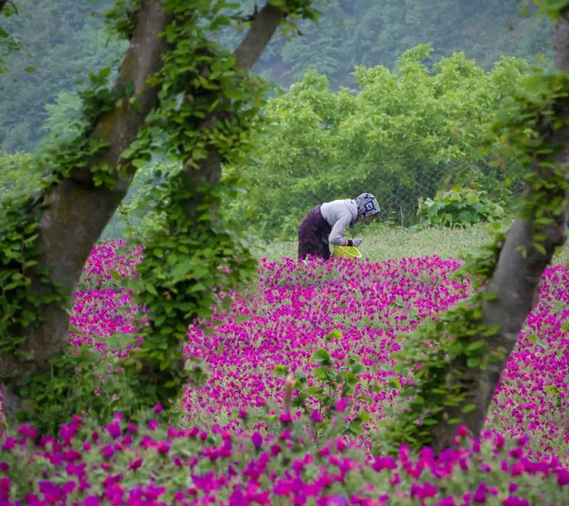 مزرعه گل های صورتی در ییلاق اشکورات رودسر
