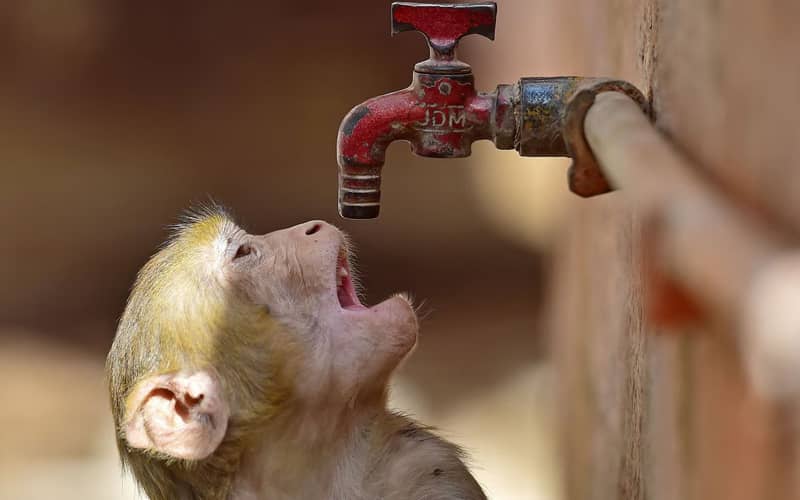 تلاش میمون برای خوردن آب از شیر آب