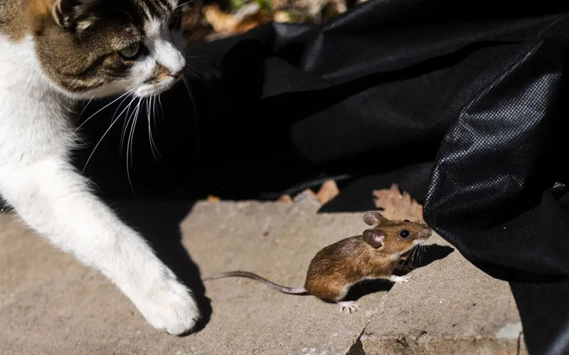 گربه ای به دنبال یک موش