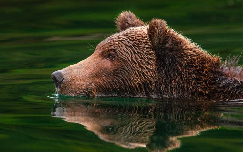 پرتره خرس در حال شنا