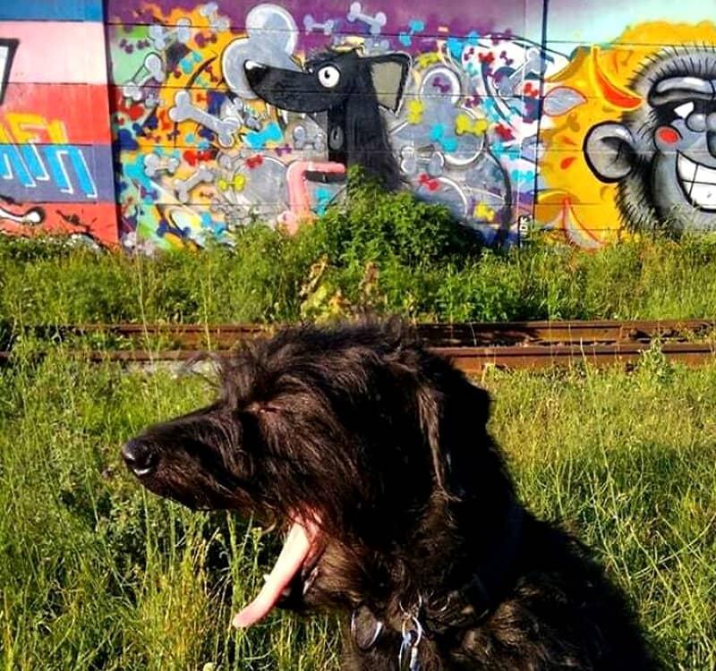 سگی با پس زمینه یک نقاشی دیواری از سگی سیاه