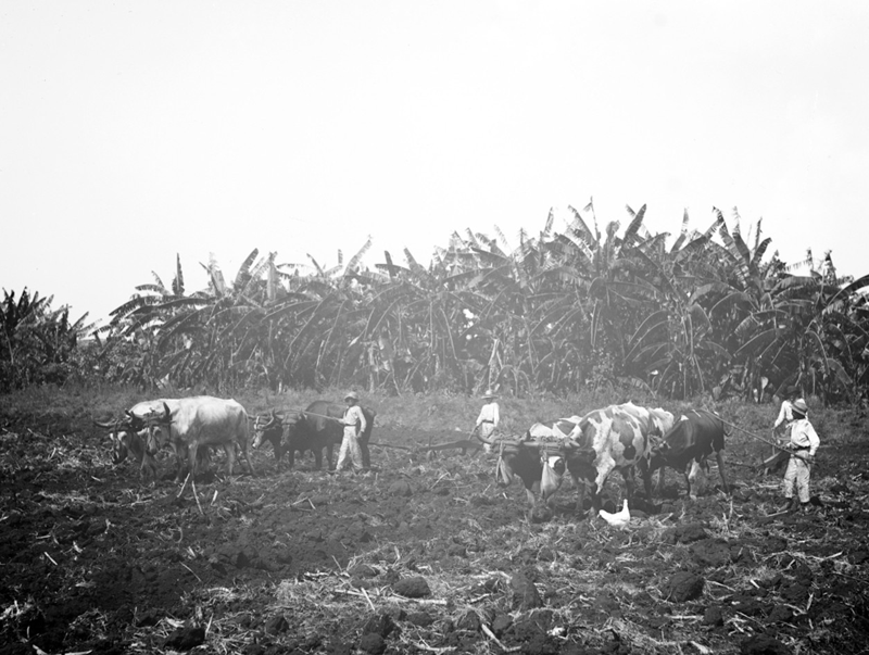 مزارع نیشکر کوبا