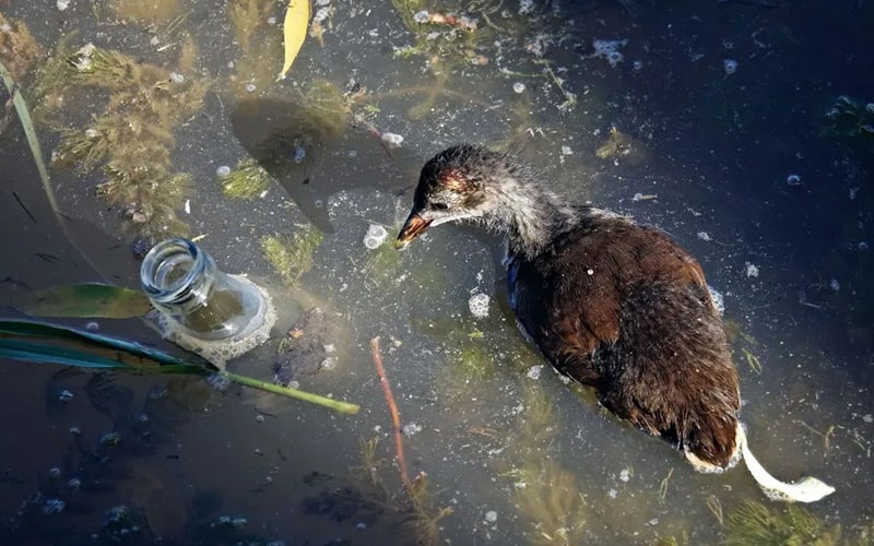 پرنده‌ای در حال شنا در آب آلوده