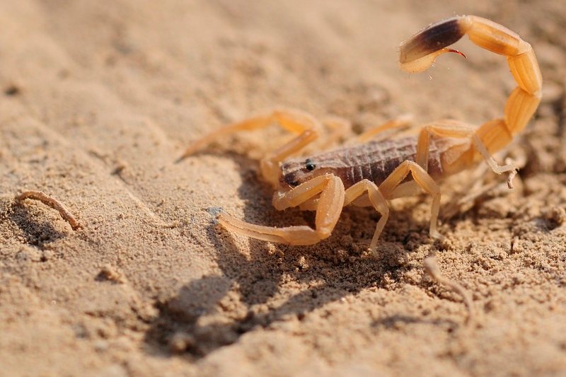 Scorpion Campsobutus Mateuszni