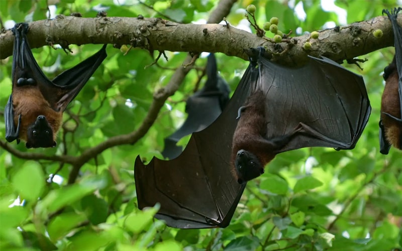 عکس از خفاش‌ها روی شاخه درخت