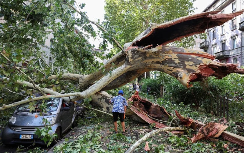 سقوط درخت در اثر طوفان