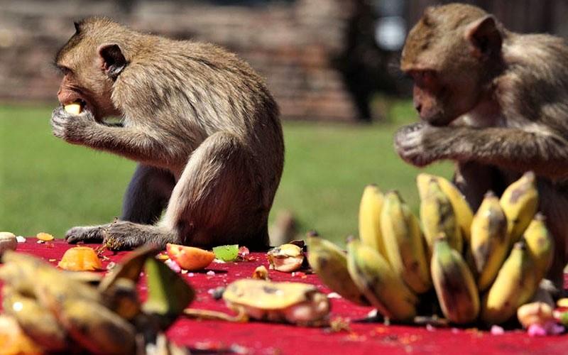 میز میوه در جشنواره میمون‌ لوپبوری