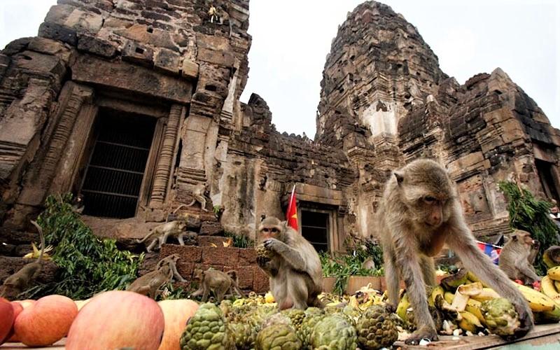 پذیرایی از میمون ها در معبدی در جشنواره میمون‌ لوپبوری