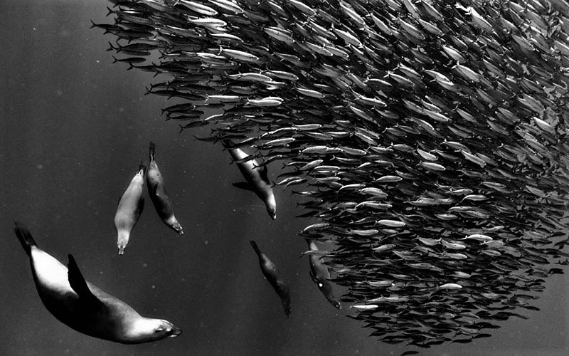 عکس سیاه و سفید از دسته‌ای از ماهی‌ها